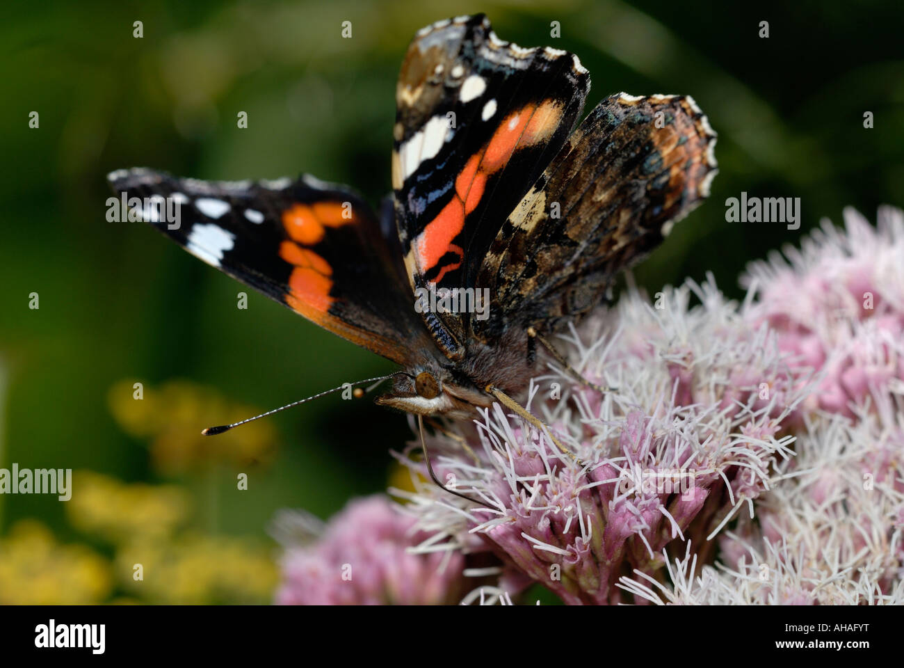 Red Admiral Butterfly, Vanessa atalanta Fütterung auf Hemp Agrimony, Wales, Großbritannien. Stockfoto
