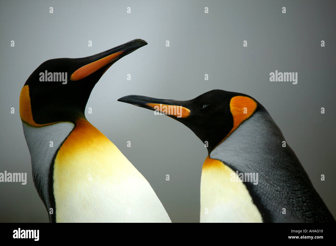 Zwei Kingsize-Pinguine Aptenodytes Patagonicus Gold Harbour Südgeorgien Sub-Antarktis Stockfoto