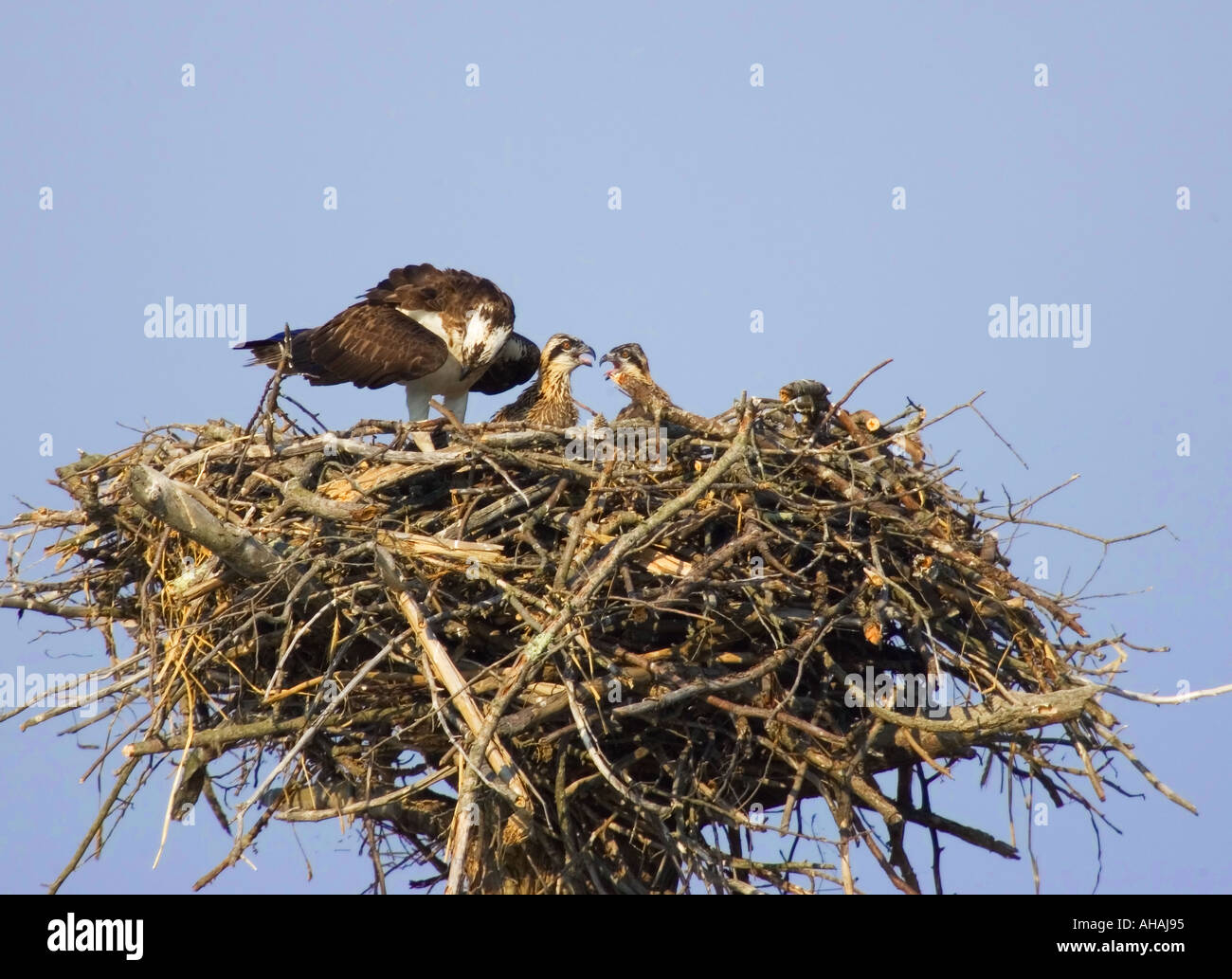 Fischadler mit Küken im nest Stockfoto