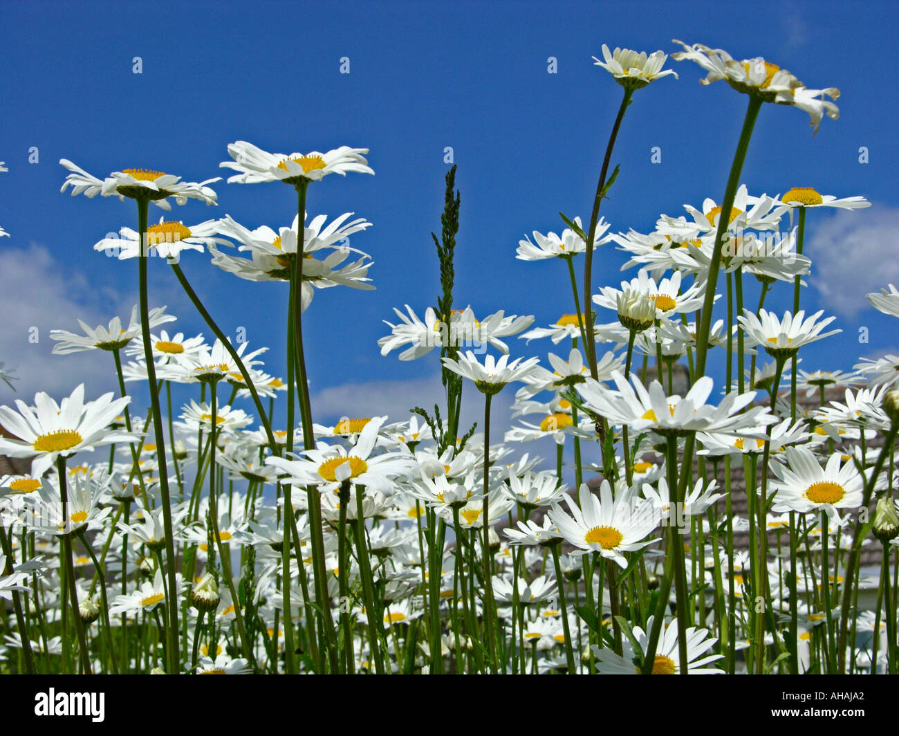 England Oxeye Gänseblümchen in einem vorstädtischen Vorgarten Stockfoto