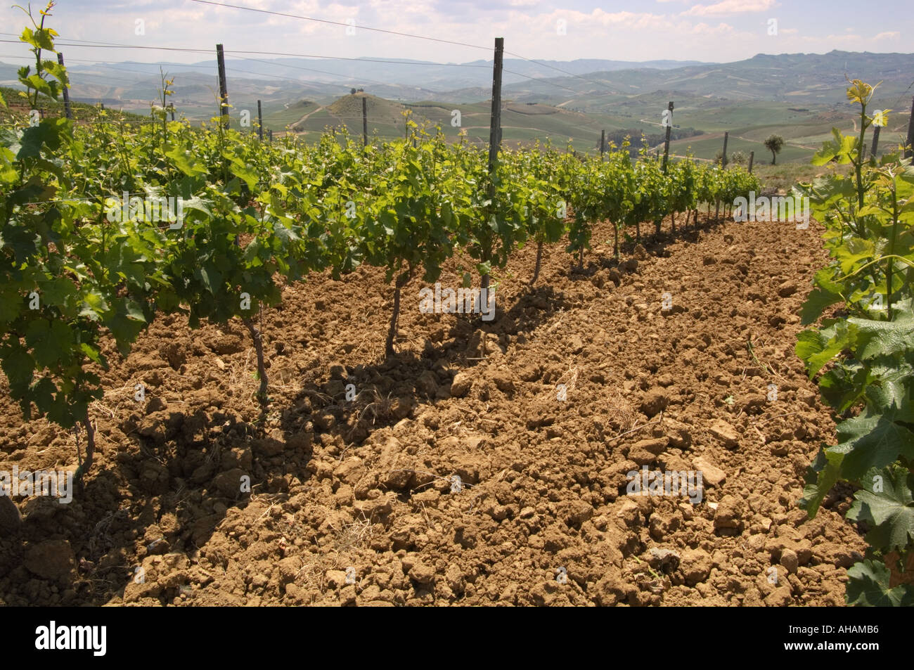 Horizontale Farbbild eines abgesteckt, Weinbergs mit jungen Reben mit Blick auf die sanften Landschaft in Sizilien Italien Stockfoto