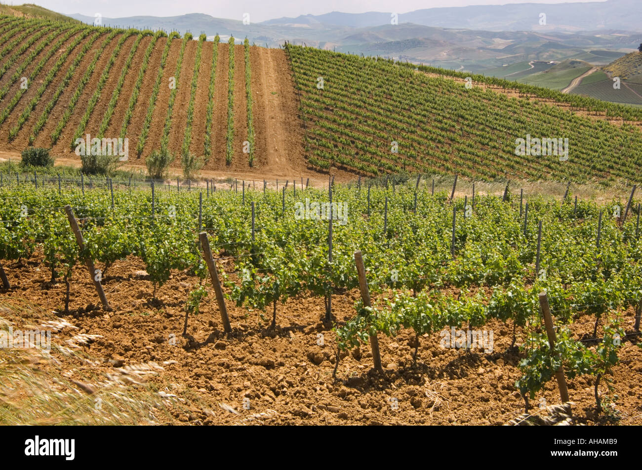 Horizontale Farbbild von Weinreben in einem Weinberg mit Blick auf Reihen von Reben und Hügellandschaft in Sizilien Italien Stockfoto