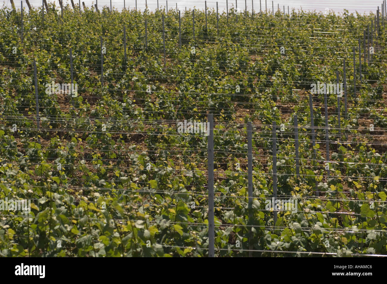 Farbe, die horizontale Bild aus Reihen von Weinreben in einem Weinberg mit trug unterstützt deutlich sichtbar in Sizilien Italien Stockfoto