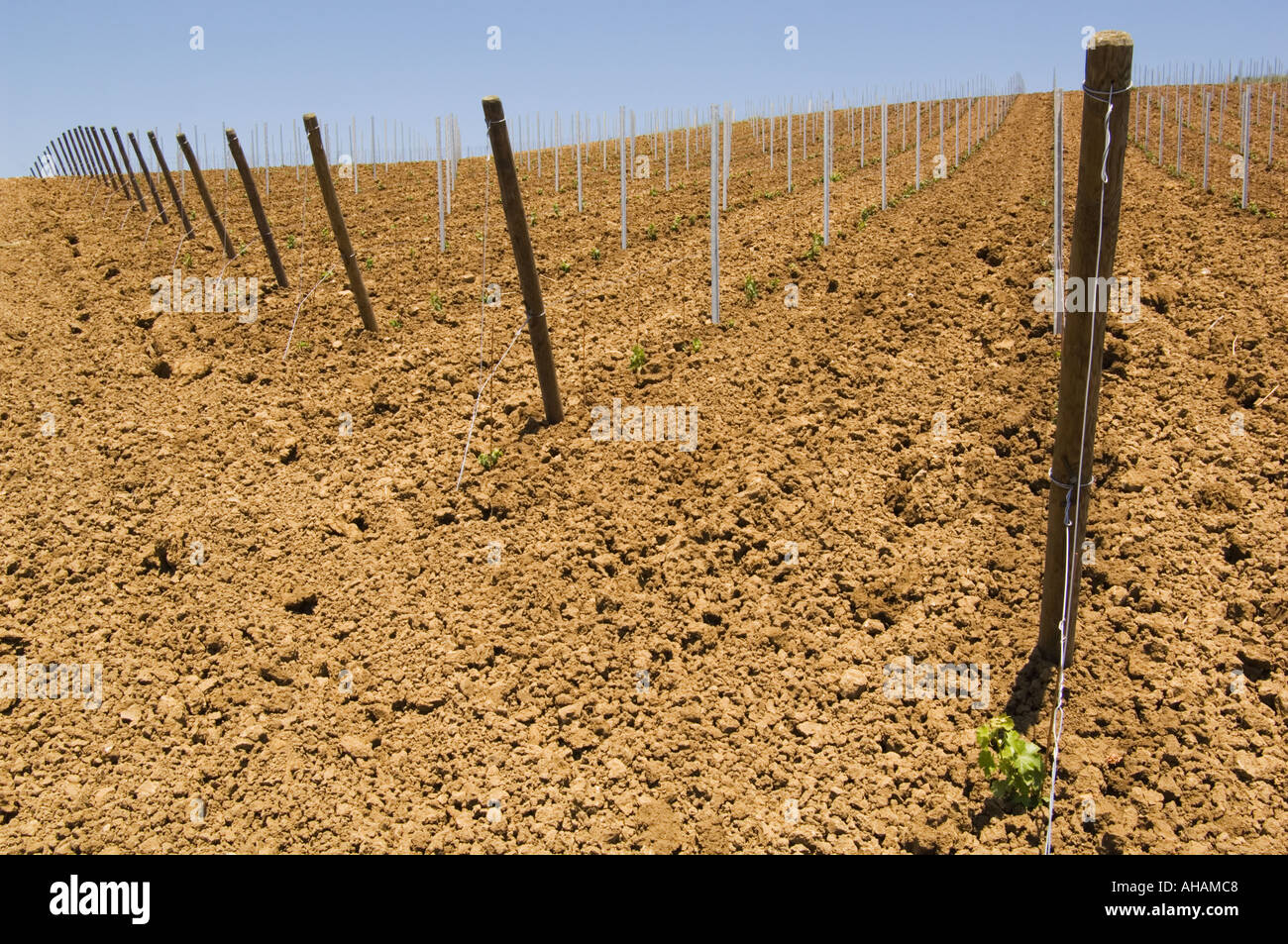 Horizontale Farbbild eines abgesteckt, Weinbergs mit kleine Sämlinge, die gerade aus dem Boden aufspringen Stockfoto