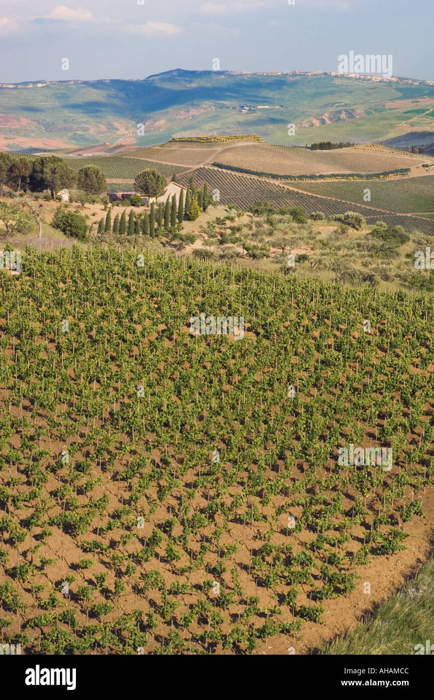 Weinreben in einem Weinberg mit Blick auf Reihen von Reben und hügelige Landschaft im Regaliali Weingut in Sizilien Italien Stockfoto