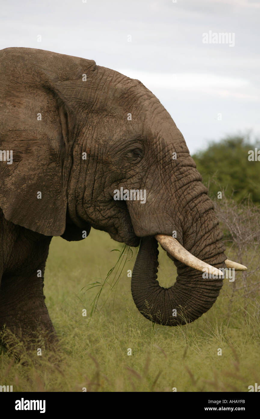 Afrikanische Elefanten im Busch South Africa National Park Stockfoto