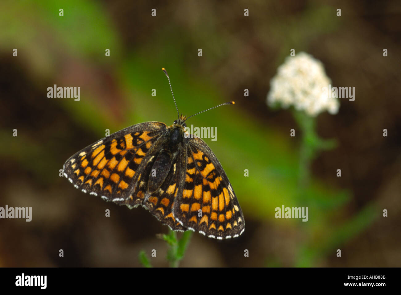 Heide Fritillary weibliche Mellicta athalia Stockfoto