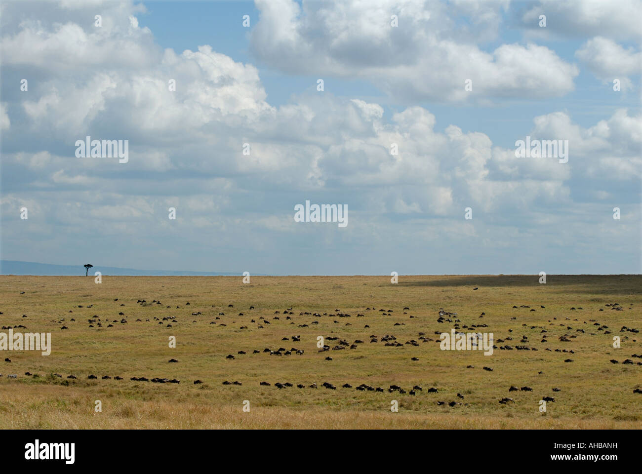 Offenen Grasebenen mit Hunderten von Gnus in der Masai Mara National Reserve Kenia in Ostafrika Stockfoto