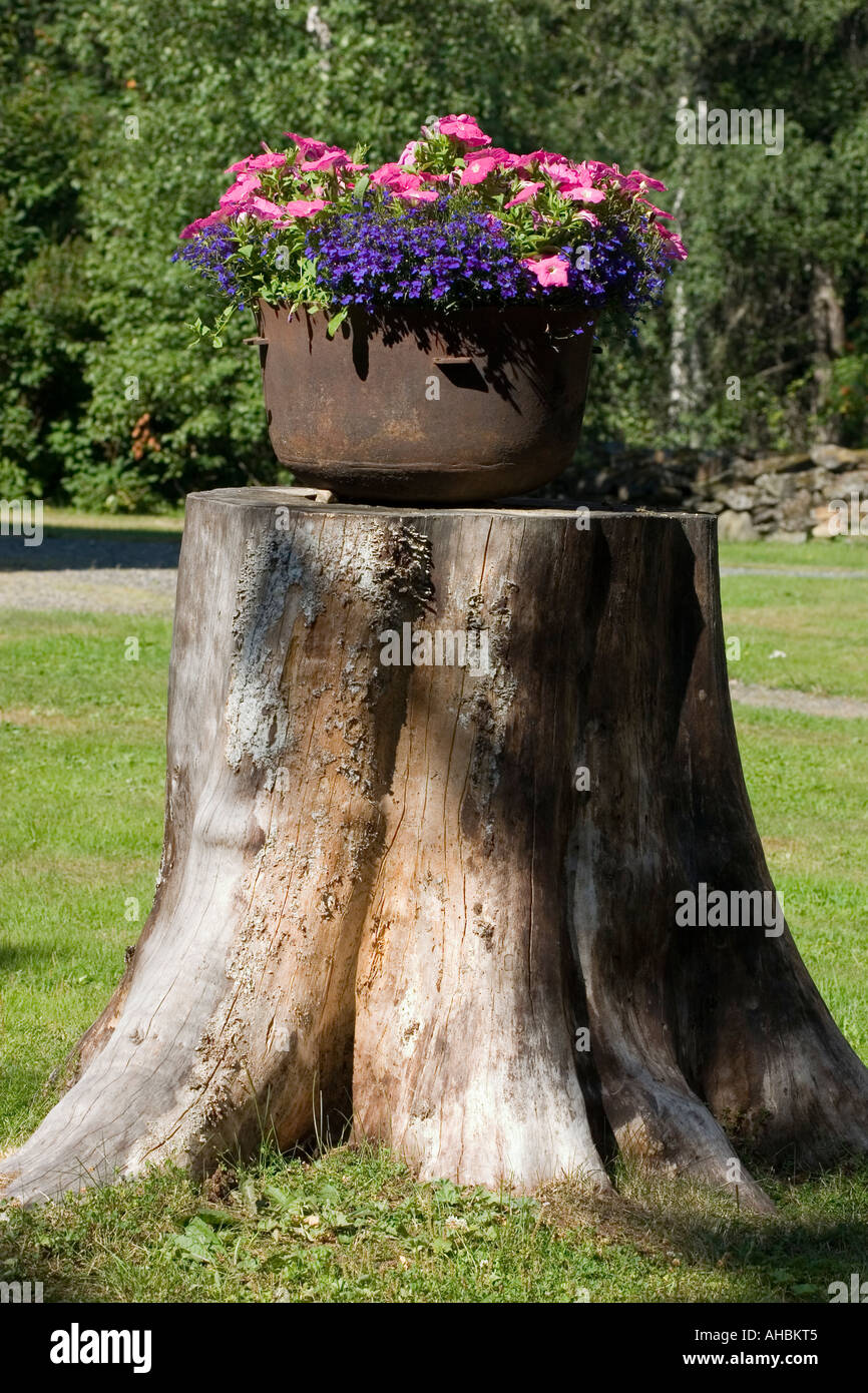 blühende Blumen in rostigen Topf auf großer Stumpf Stockfoto
