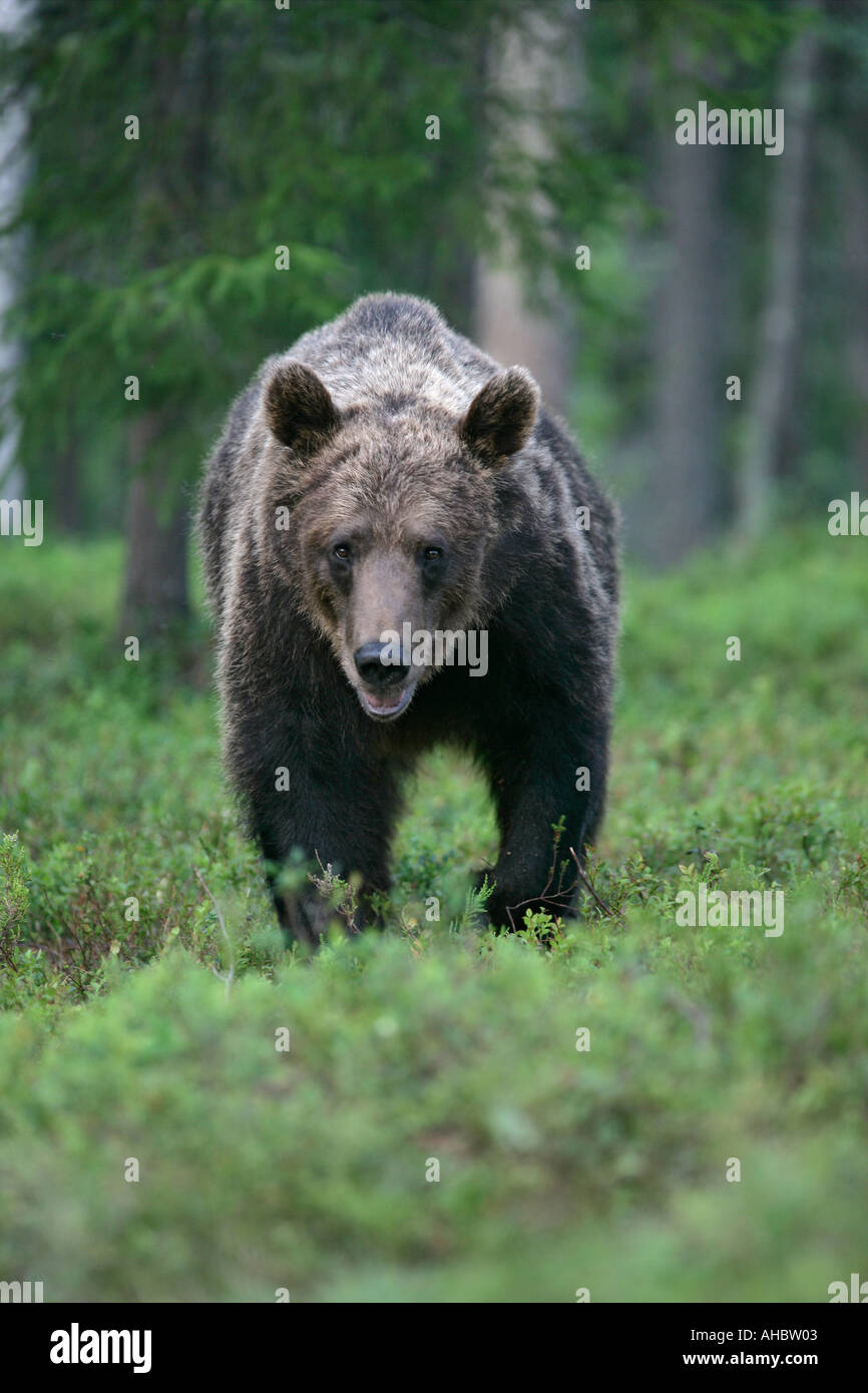 Braunbär Ursus arctos Stockfoto