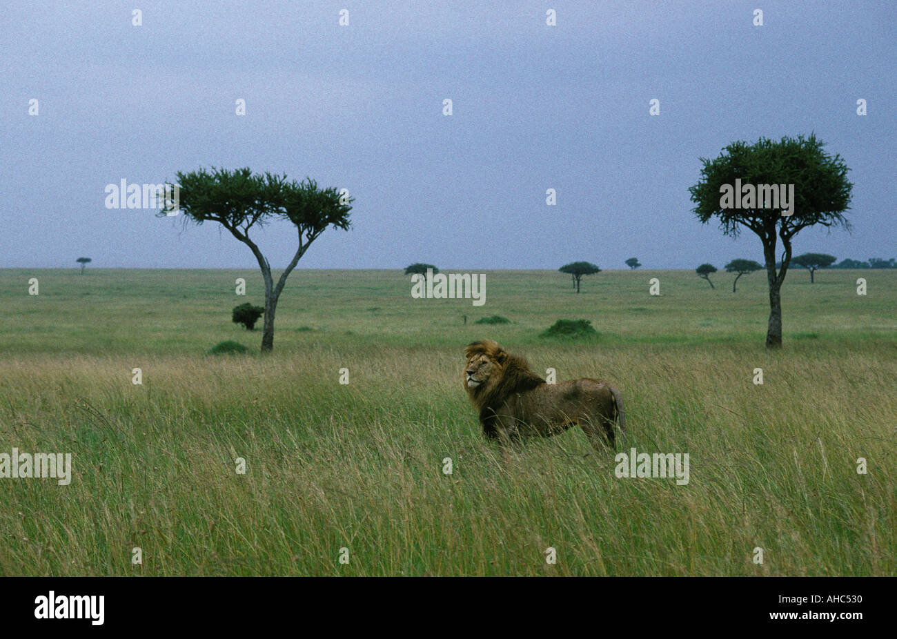 Reifen männlichen Löwen mit feinen Mähne in den Steppen der Serengeti Nationalpark Tansania Ostafrika Stockfoto