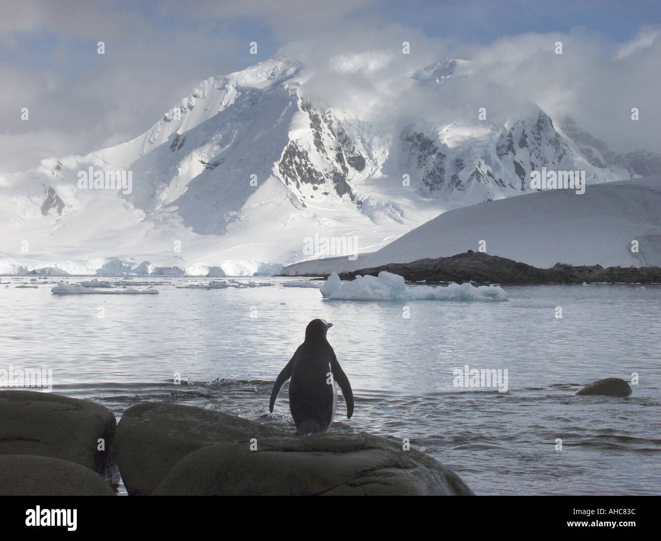 Ein Gentoo-Pinguin schaut über das Wasser am schneebedeckten Berge aus der Rookery befindet sich auf Jougla Point in Port Lockroy Stockfoto