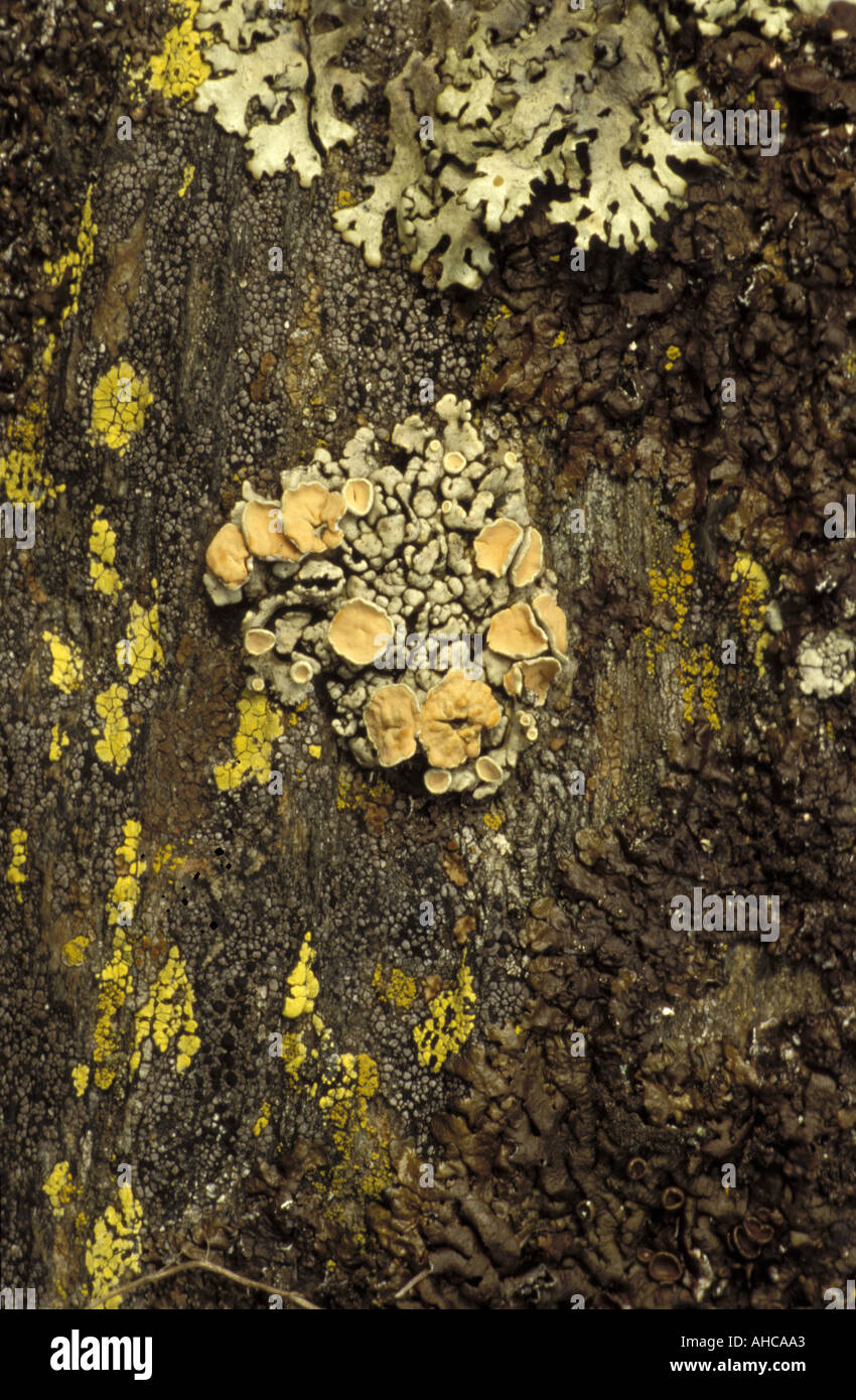 Lecanora Muralis Flechten Italien Stockfoto