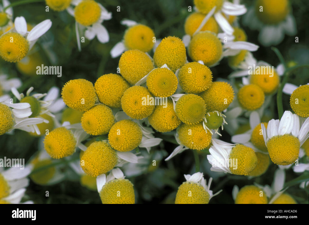 Matricaria Chamomilla Kamille Italien Stockfoto