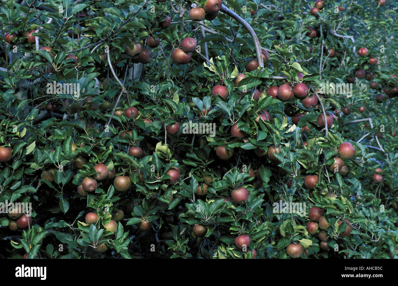 Apple krassen köstliches Italien Stockfoto