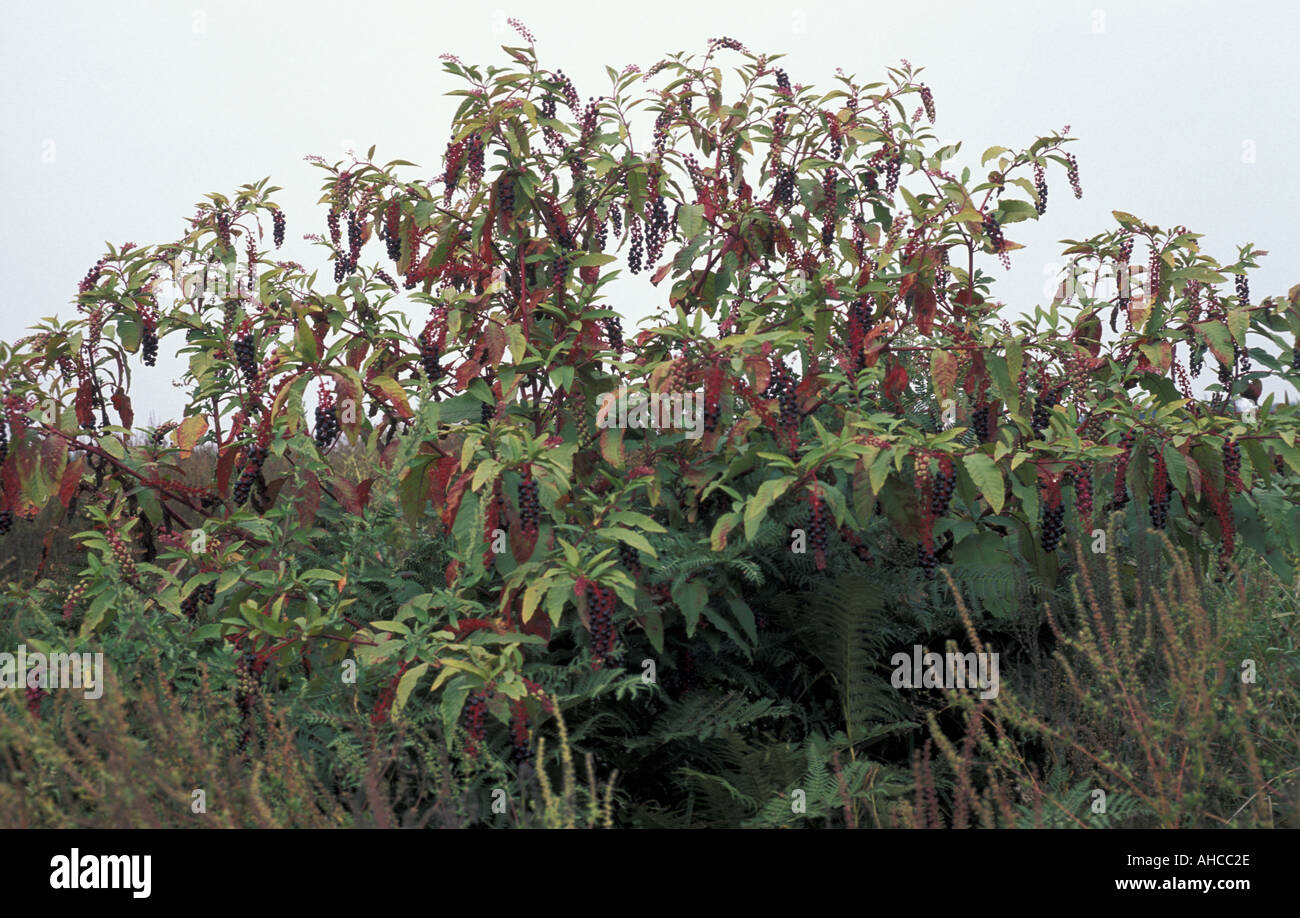 Phytolacca Americana Italien Stockfoto