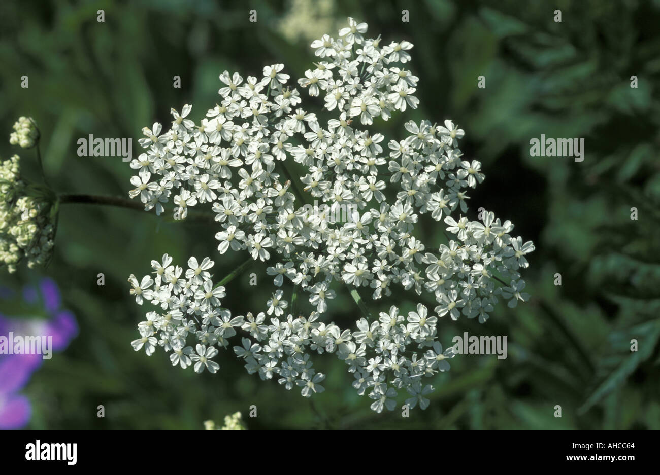 Meum Athamanticum Alpi Italien Stockfoto