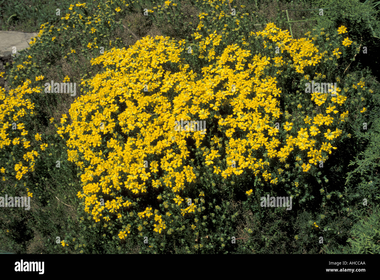 Genista Hispanica Besen Süditalien Italien Stockfoto