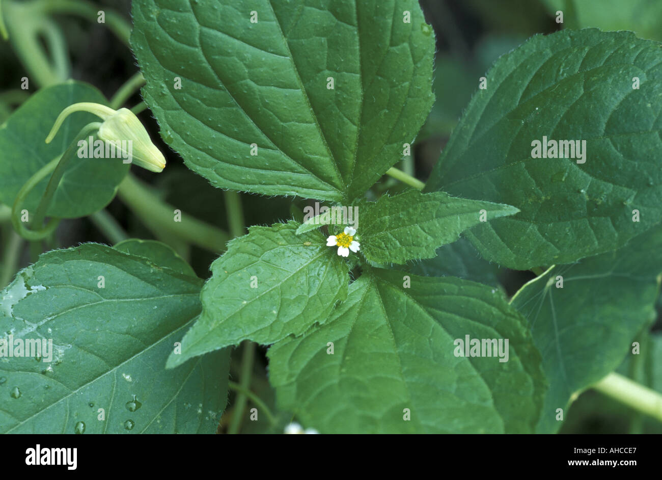 Galinsoga Parviflora Italien Stockfoto