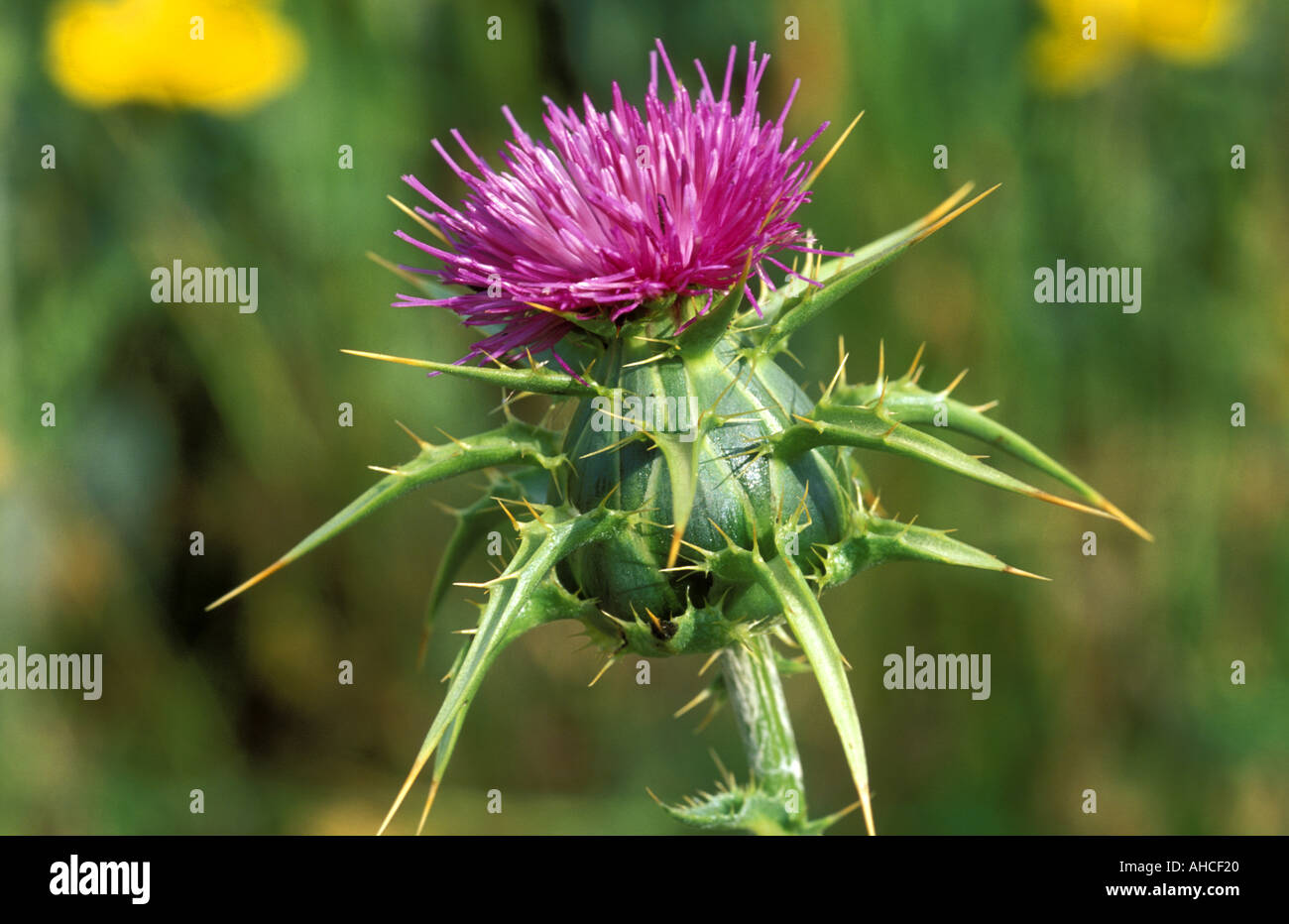 Silybium Marianum Italien Stockfoto