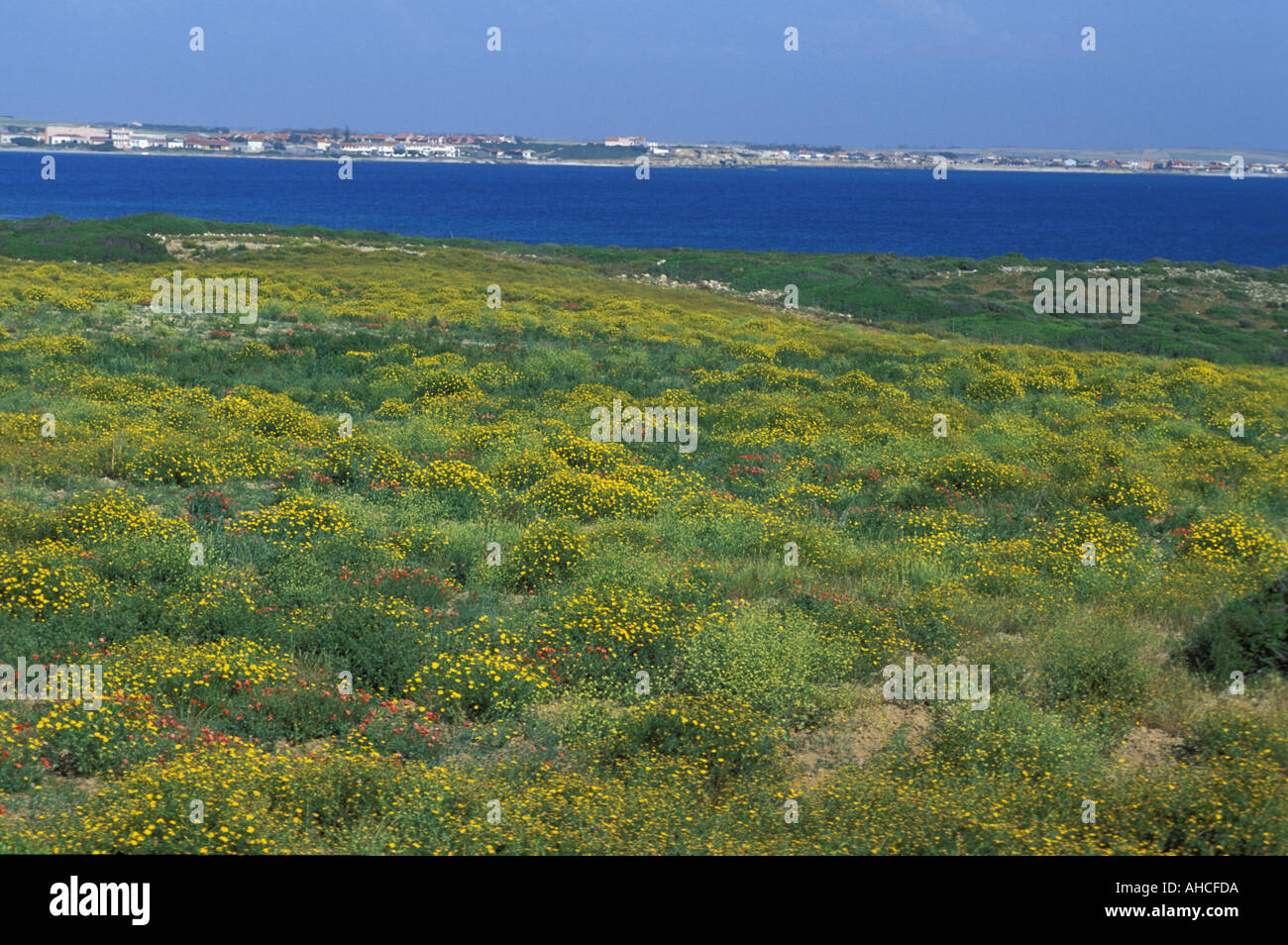 Chrysanthemum Coronarium Italien Stockfoto