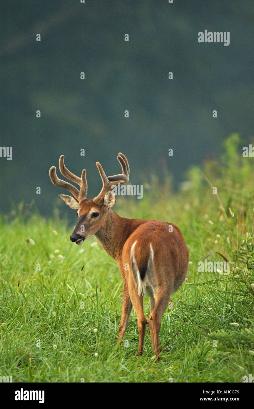 White-Tail Deer Odocoileus Virginianus Buck In samt Cades Cove Great Smoky Mts Nat Park Tennessee Stockfoto