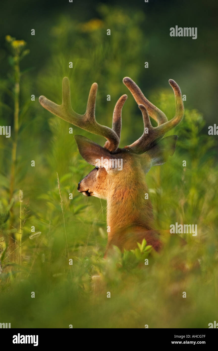 Weiß - angebundene Rotwild Odocoileus Virginianus Cades Cove Great Smoky Mts Nat Park Tennessee Stockfoto