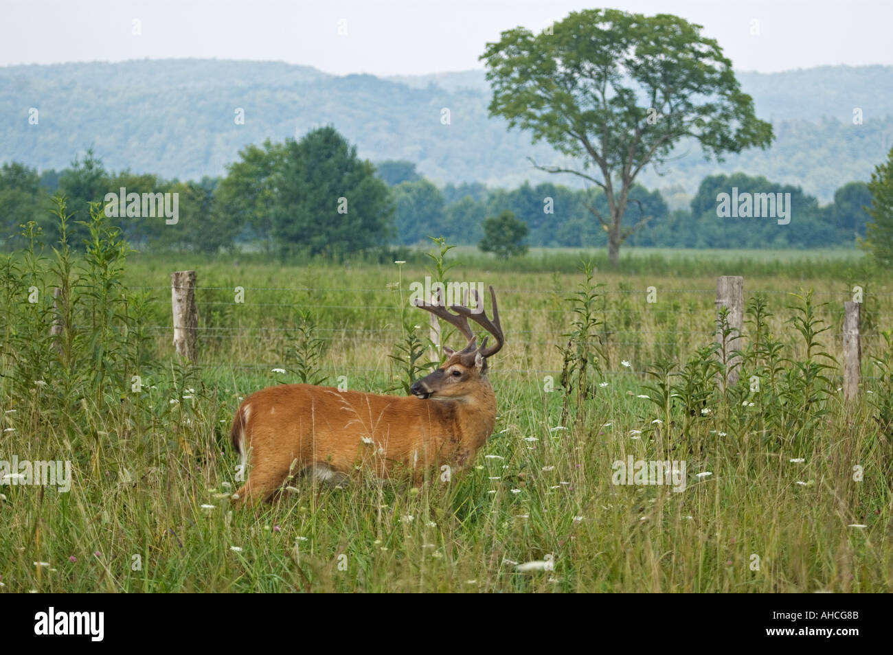 White-tailed Deer Odocoileus Virginianus Buck Cades Cove Great Smoky Mts Nat Park Tennessee Stockfoto