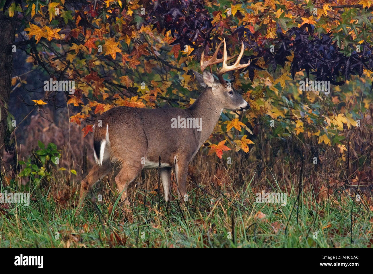 White-tailed Deer Odocoileus Virginianus Cades Cove Great Smoky Mountains Nationalpark Tennessee Stockfoto