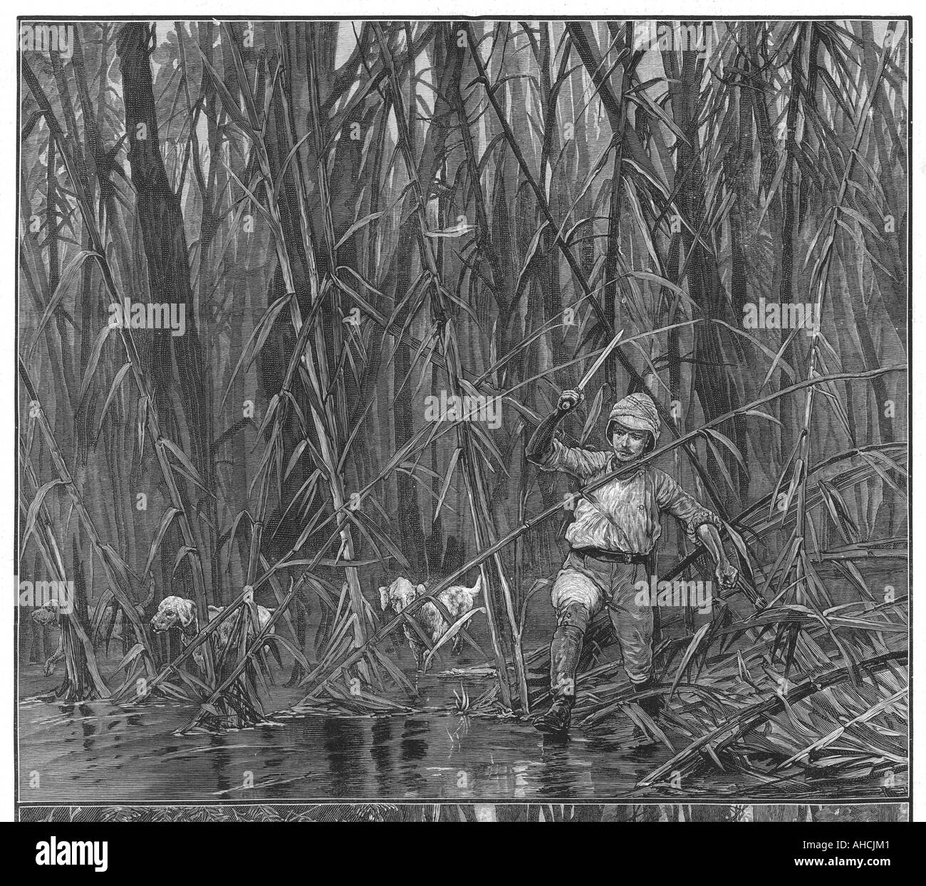 Bambus-Dschungel zu erkunden Stockfoto