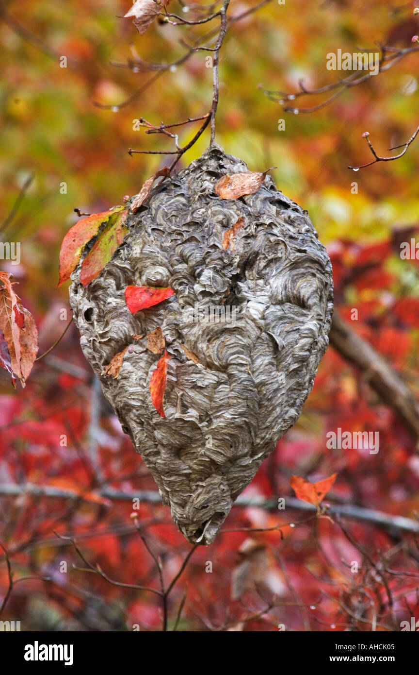 Bald konfrontiert Hornet Vespula Maculata Nest Cades Cove Great Smoky Mts Nat Park Tennessee Stockfoto