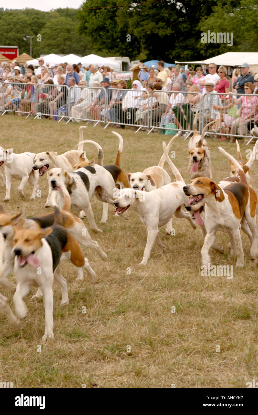 Surrey Union Foxhounds Cranleigh und südöstlichen Agrargesellschaft Show 2006 Stockfoto