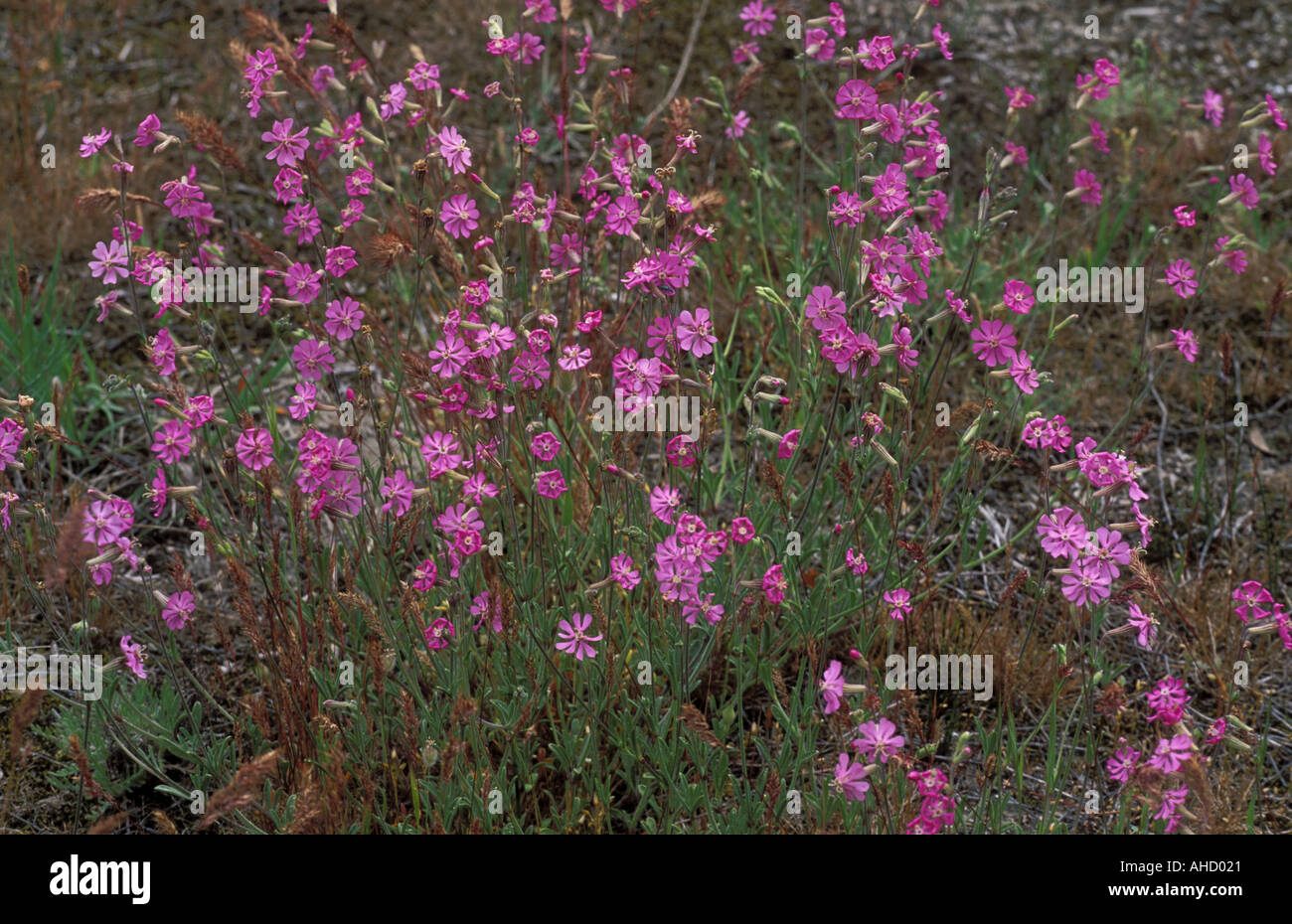 Silene Colorata Italien Stockfoto