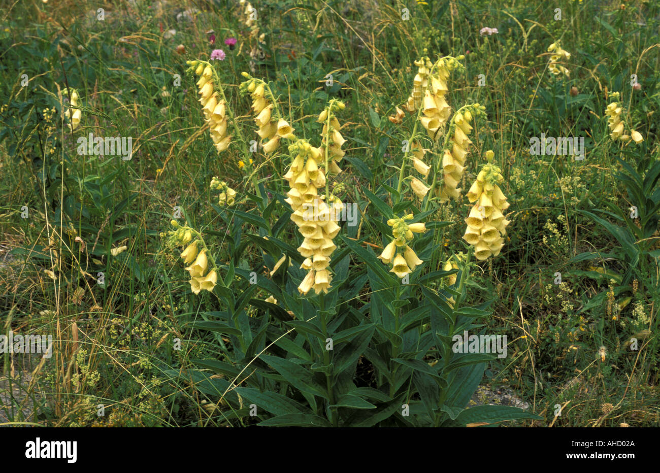 Digitalis Grandiflora Alpi Berge Italien Stockfoto