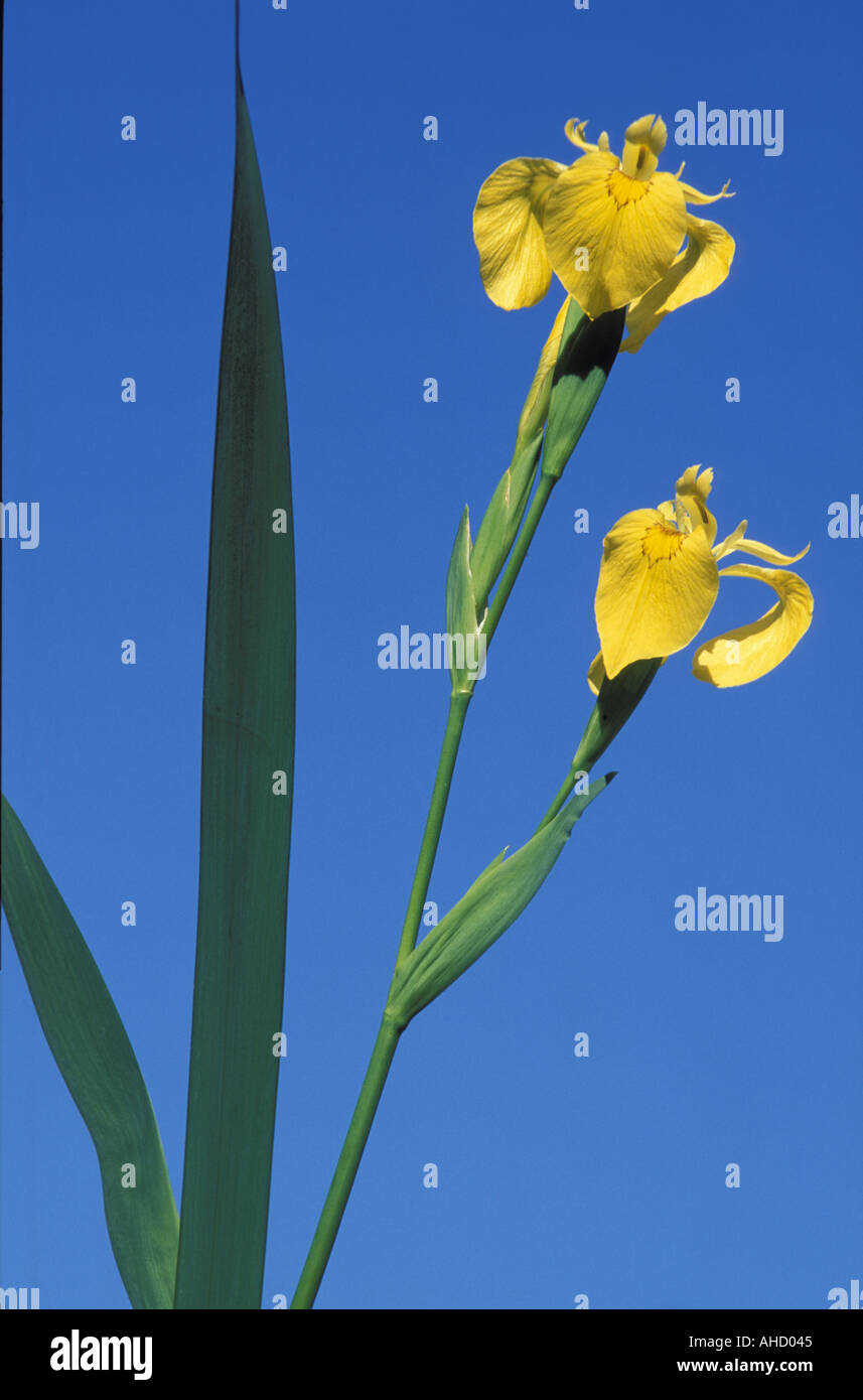 Iris Pseudo Acorus Italien Stockfoto