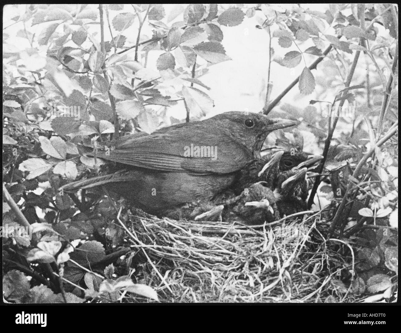 Amsel Nestbau Stockfoto