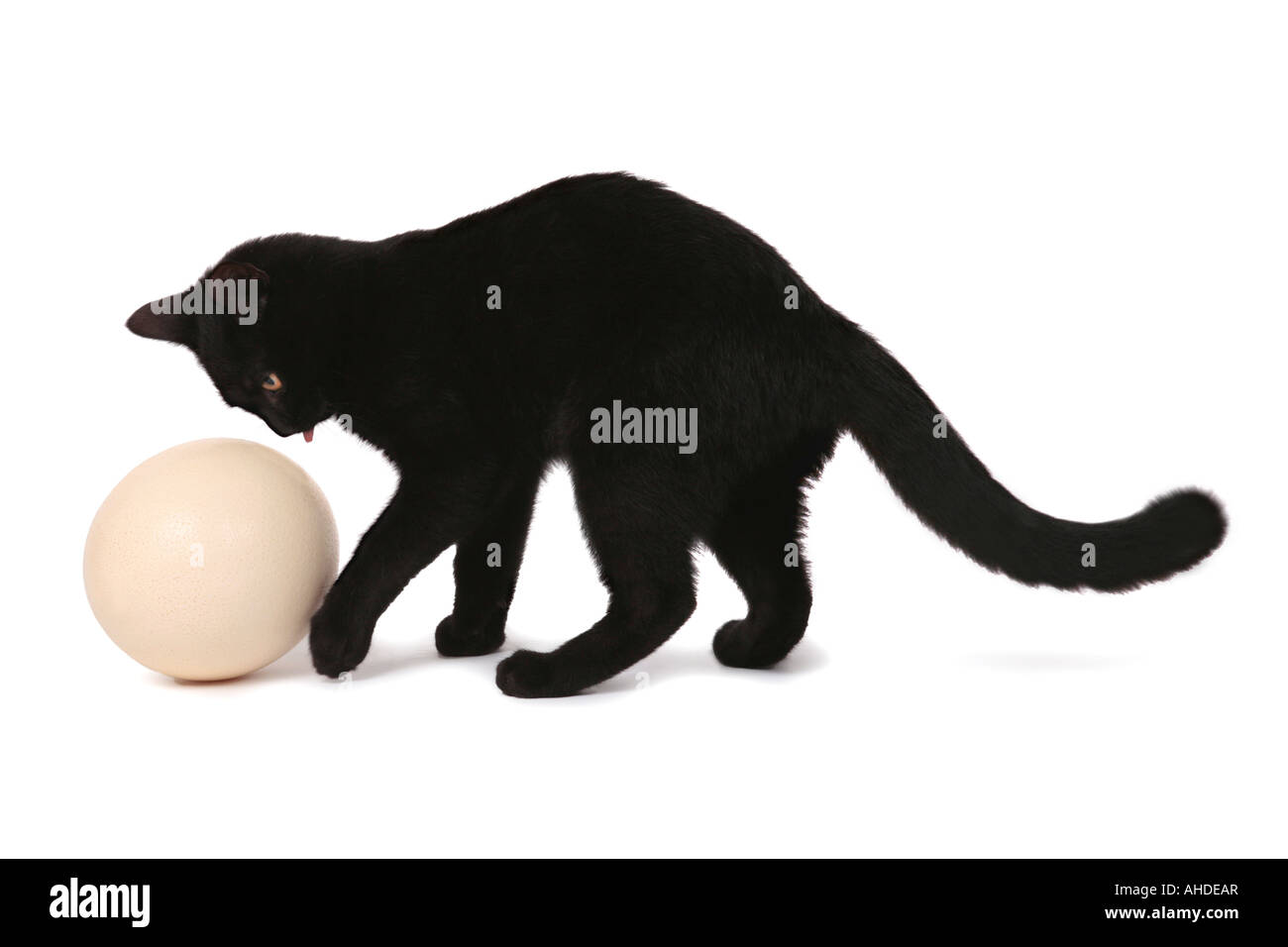 Hauskatze Hauskatze Felis Silvestris f Catus spielt mit Straußenei Stockfoto