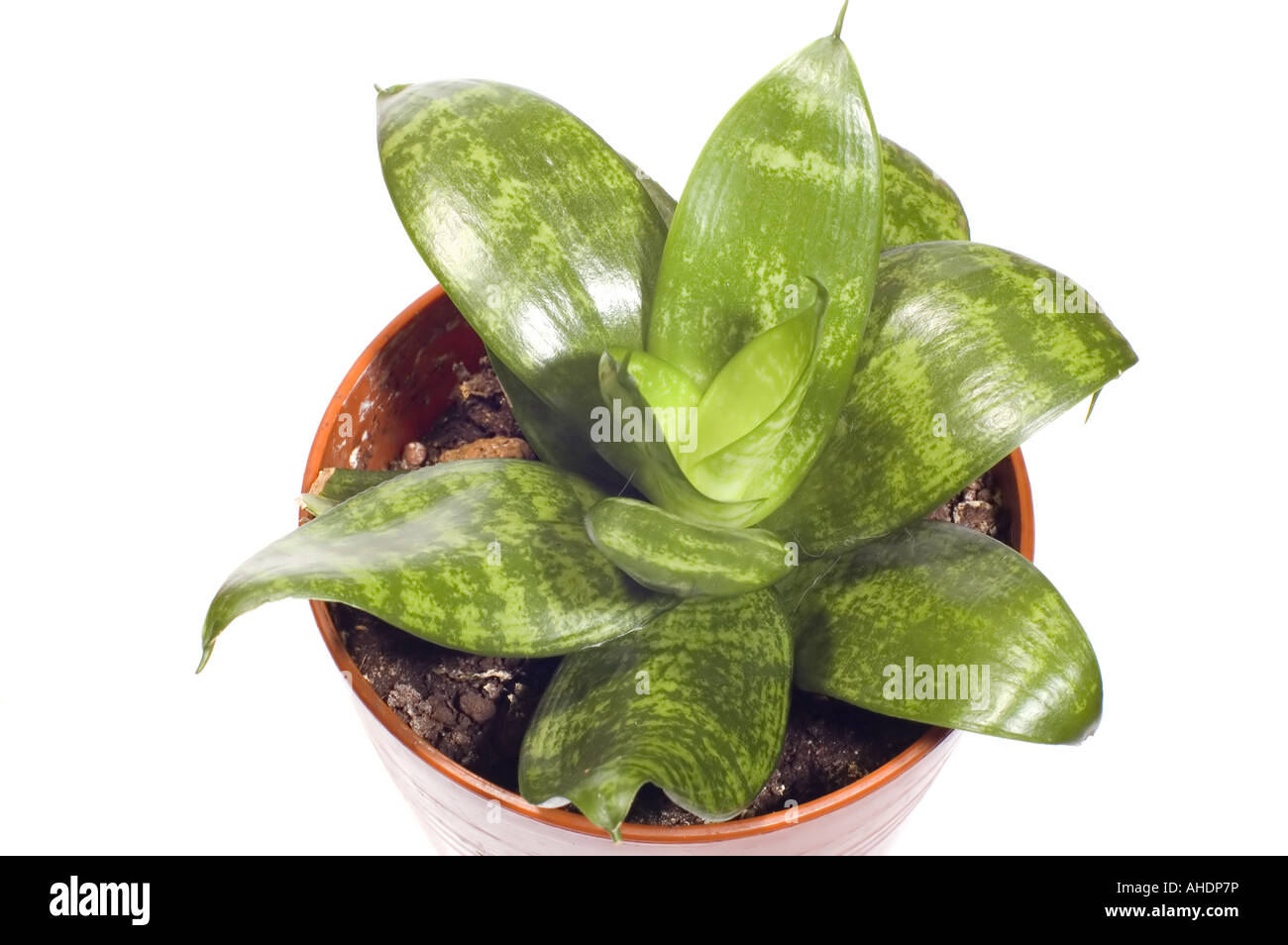 Serie Objekt auf weißes Fenster Pflanzen Stockfoto