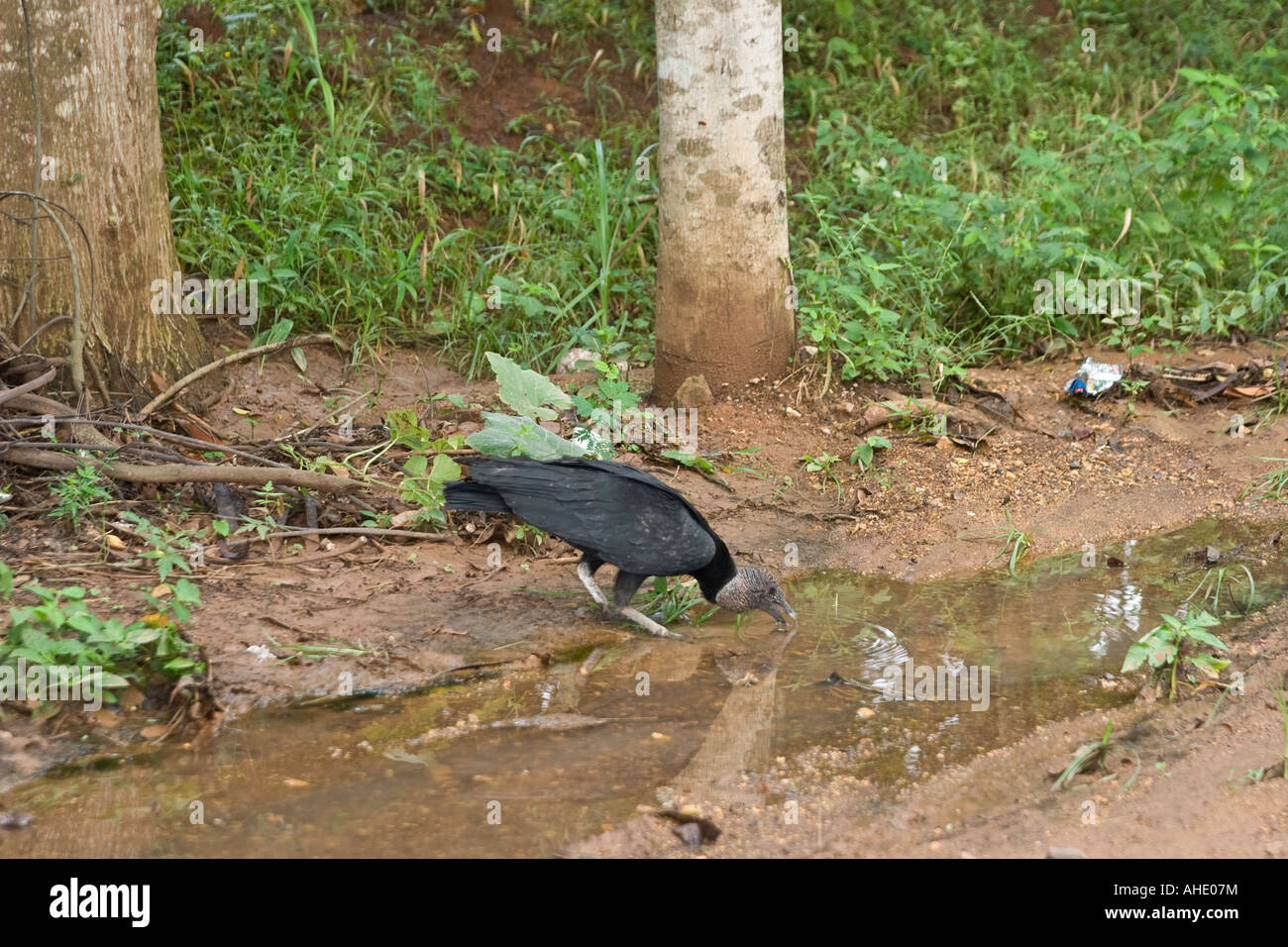 Amerikanische Schwarzgeier (Coragyps Atratus) Trinkwasser am Straßenrand. La Villa, Los Santos, Azuero, Panama, Mittelamerika Stockfoto