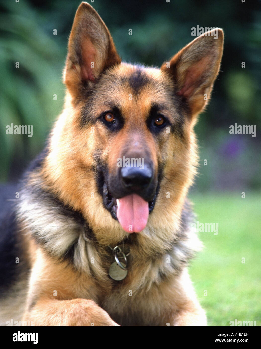 Hund: Deutscher Schäferhund oder Elsässer Stockfoto