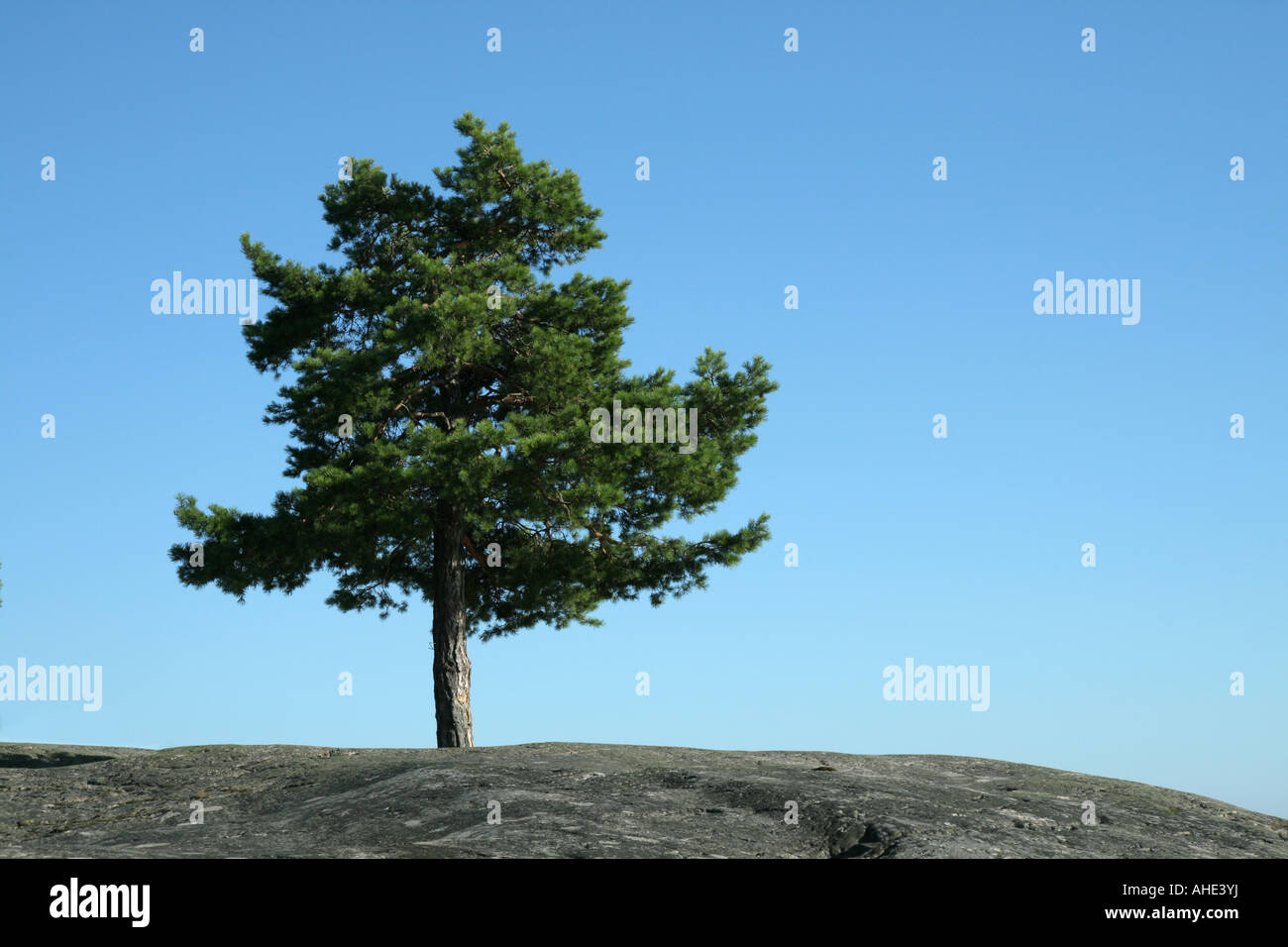 Kleine Kiefer wächst zwischen den Felsen in den schwedischen Schären Stockfoto