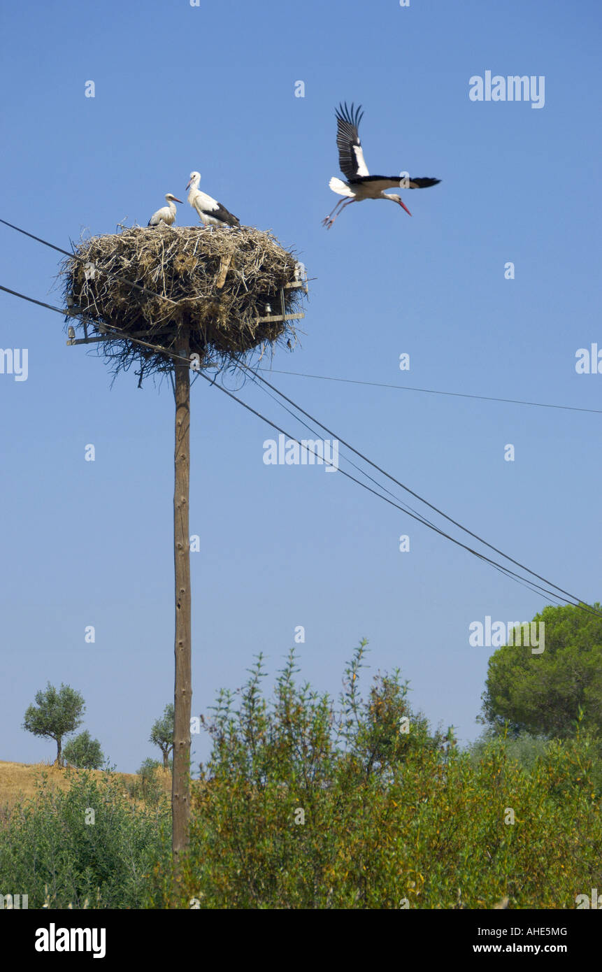 Portugal, Alentejo, Storch Familie auf ein Nest auf einem Telegrafenmast Stockfoto