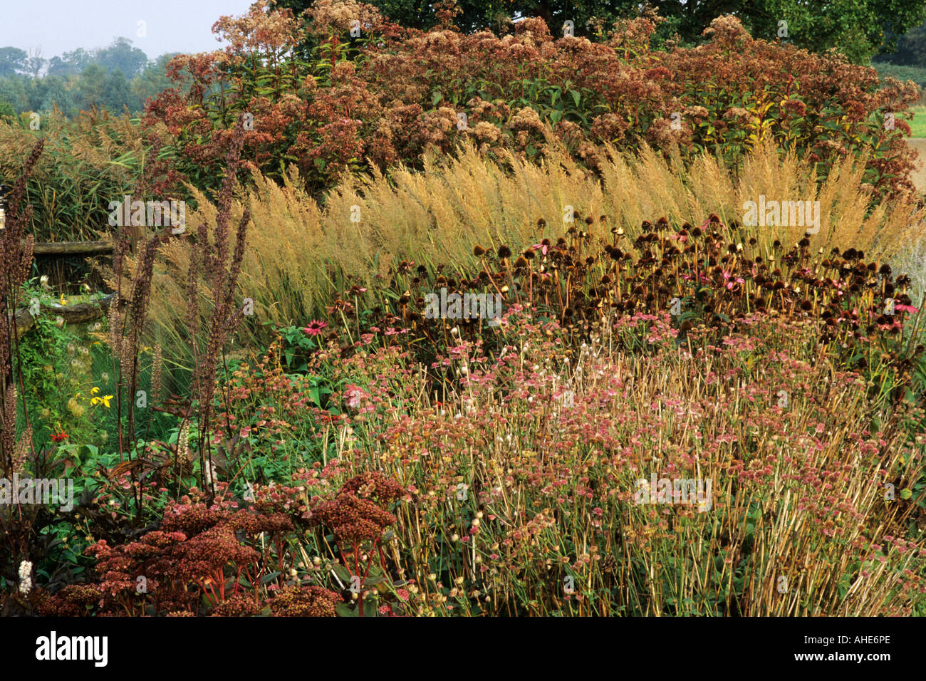 Pensthorpe Millenium Garten, Norfolk Oktober Astrantia Echinacea Seed Heads Calamagrostis Eupatorium Gräser Piet Oudolf design Stockfoto