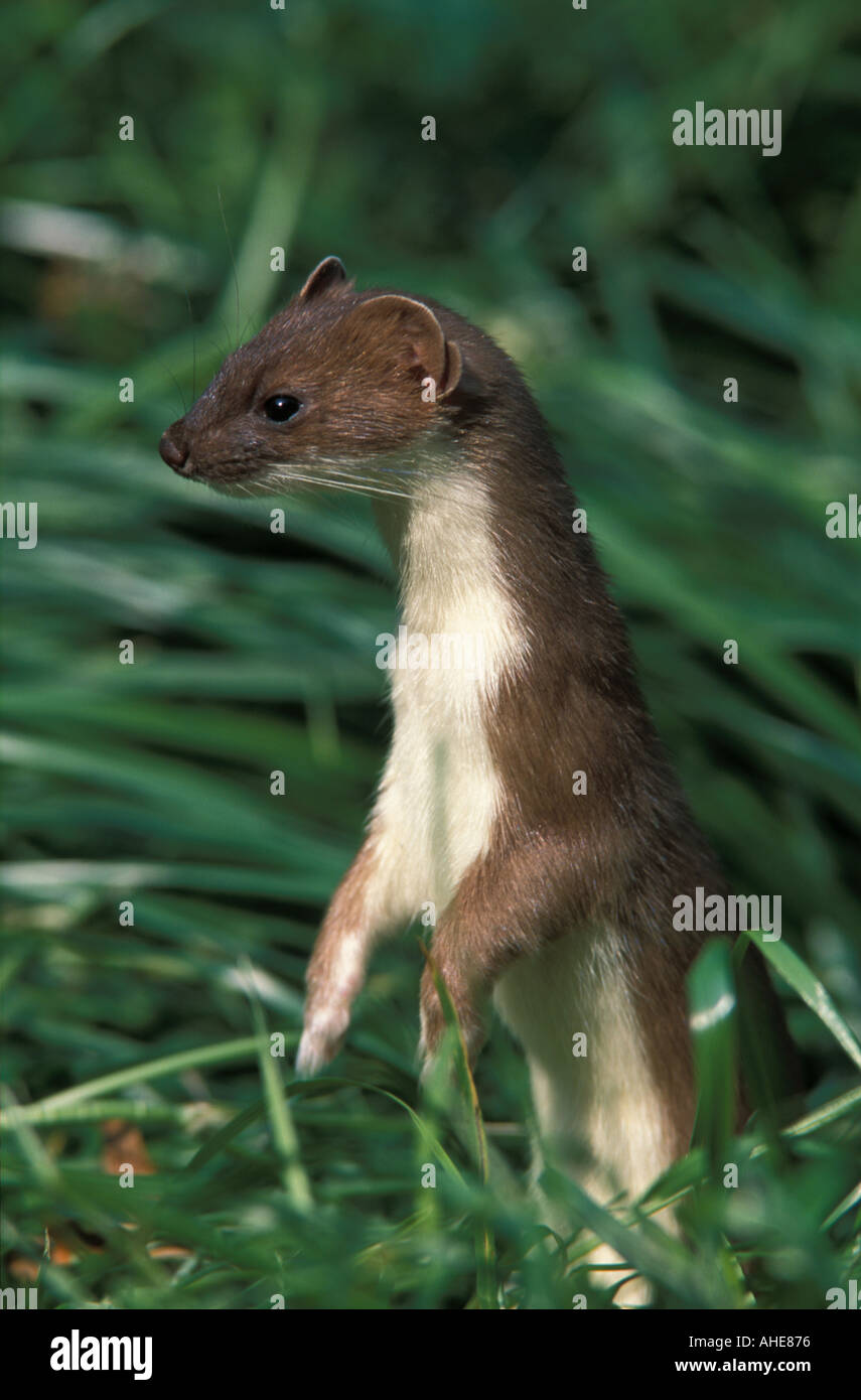 Hermelin Mustela Erminea stehend am hinteren Beine aussehen Stockfoto