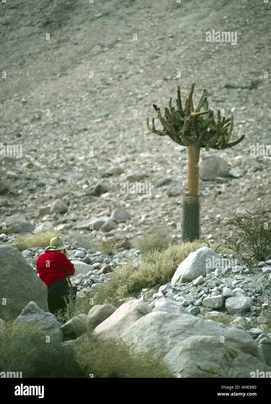 Chile Lauca Park Kandelaber-Kaktus auf trockenen Westflanke der Anden Stockfoto