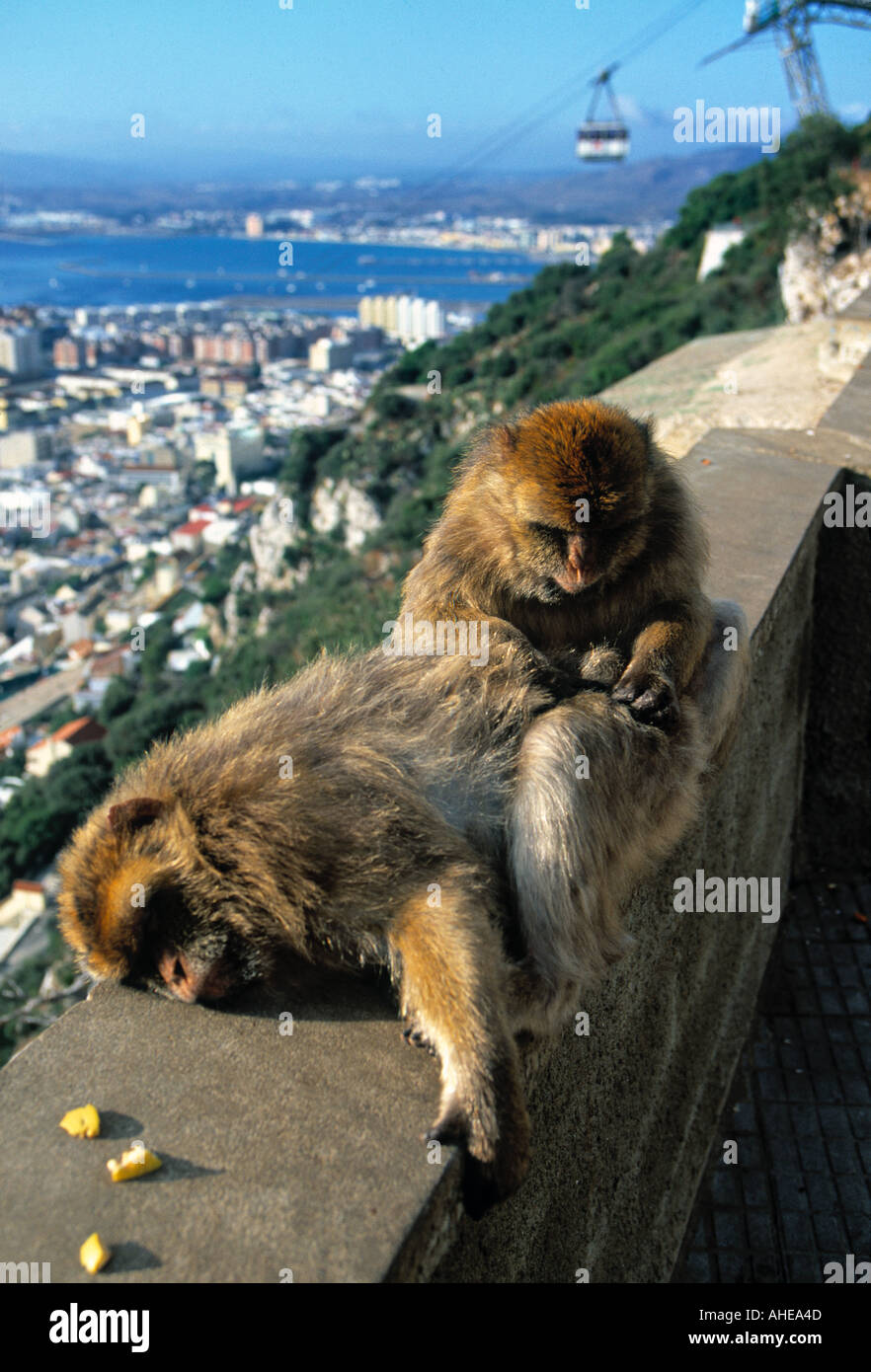 Affen, den Felsen von Gibraltar Stockfoto