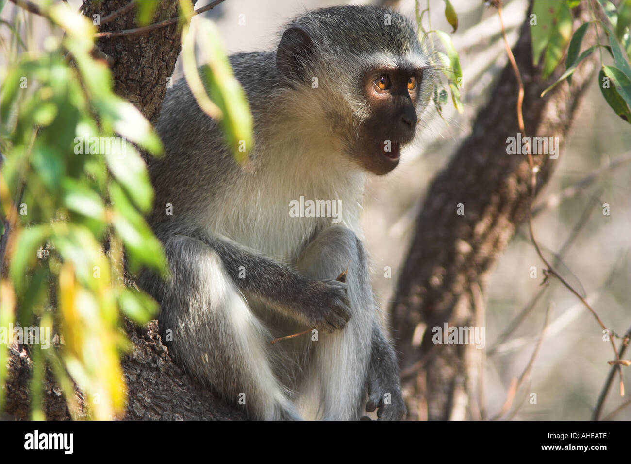 Grüne Meerkatzen (Cercopithecus aethiops) Südafrika Stockfoto