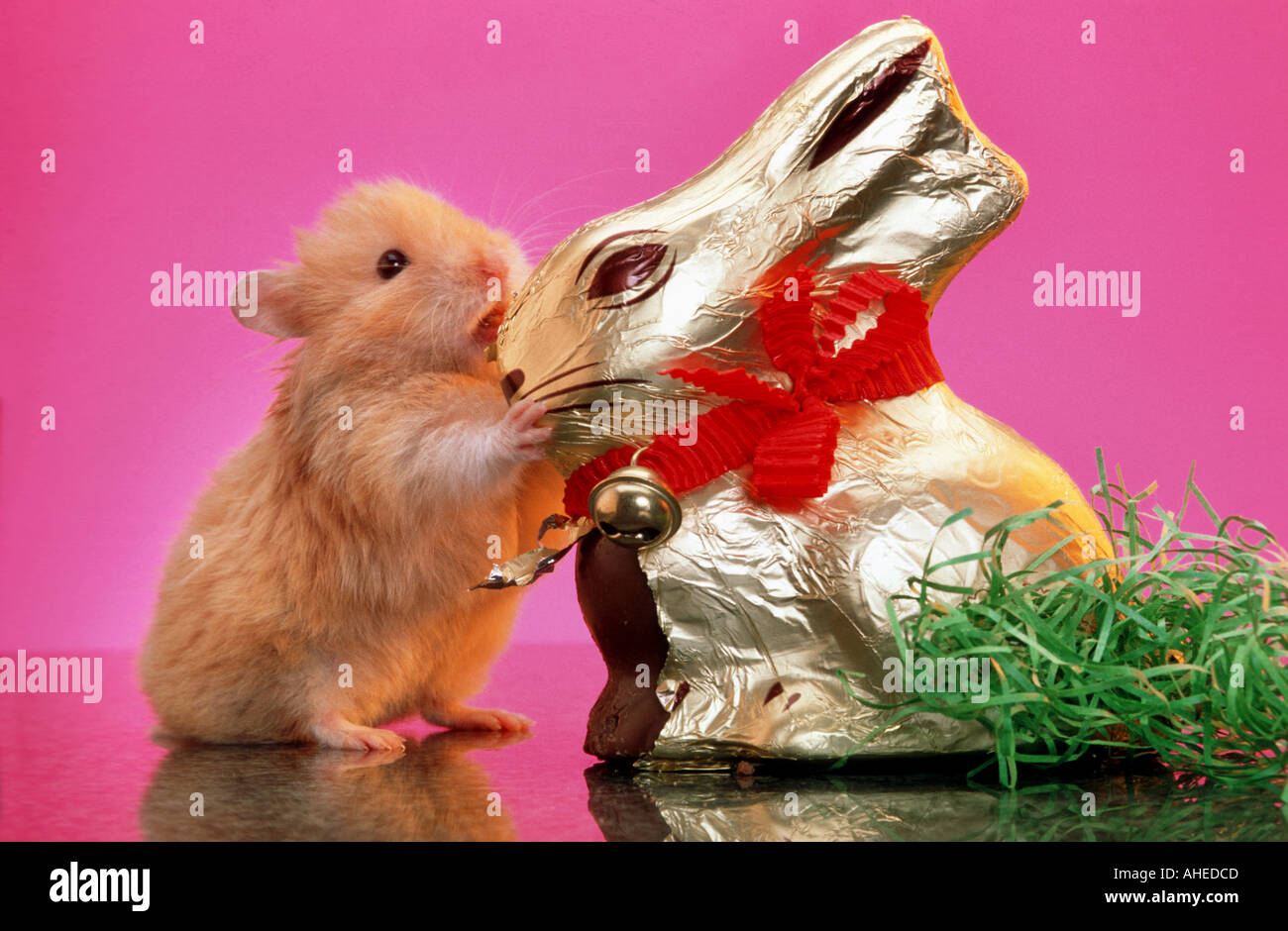 HAMSTER knabbert an ein Osterhase Hase STRIP Serie Bild 3 11 Suche Easterhamster Humor Witz Spaß lustig Tier Stockfoto