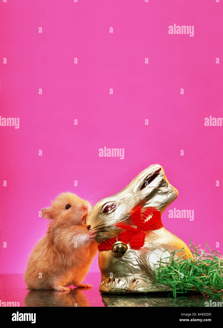 HAMSTER knabbert an ein Osterhase Hase Platz für Text-Layout-Titel Stockfoto