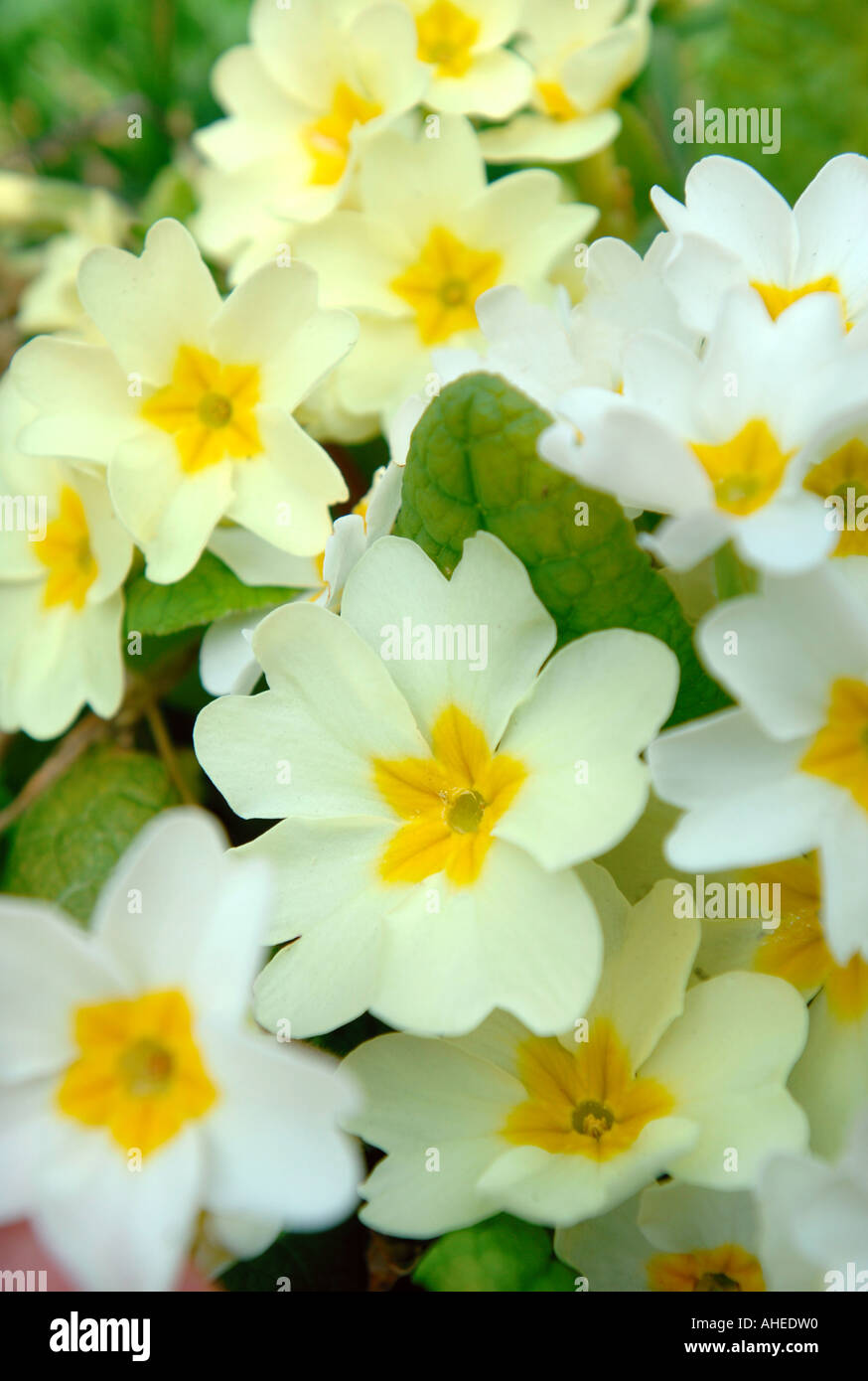 WEIßE UND GELBE PRIMELN PRIMULA VULGARIS WÄCHST WILD UK Stockfoto